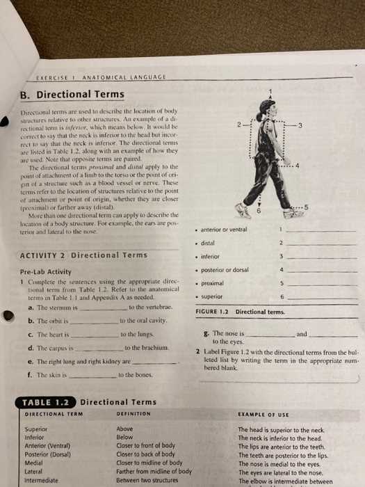 the language of anatomy exercise 1 answer key