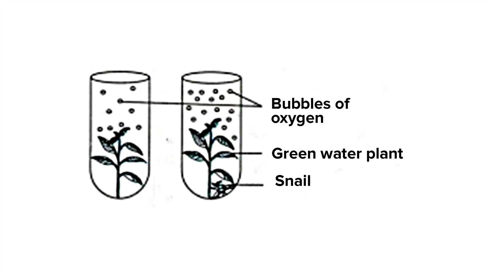 biology b final exam answers
