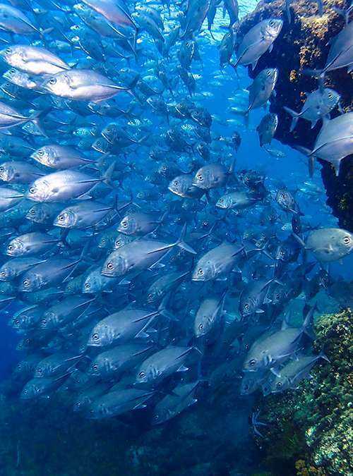 padi enriched air exam answers