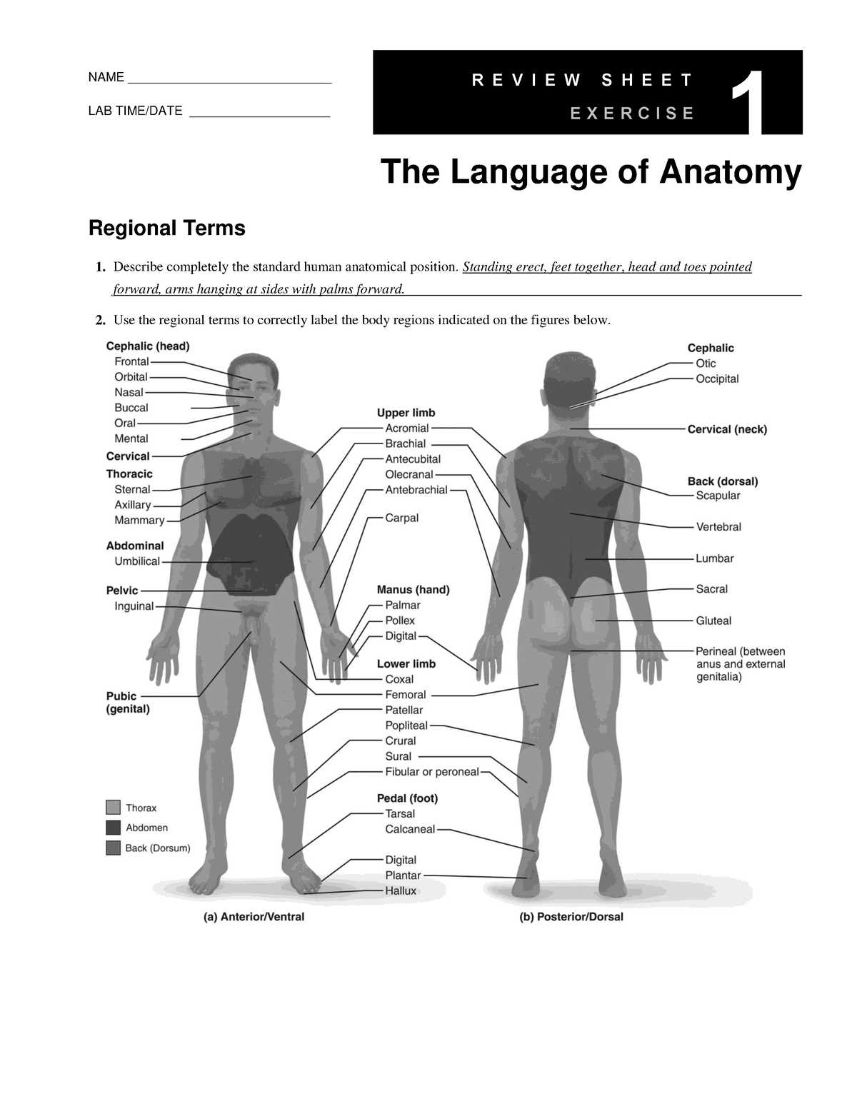 the language of anatomy exercise 1 answer key