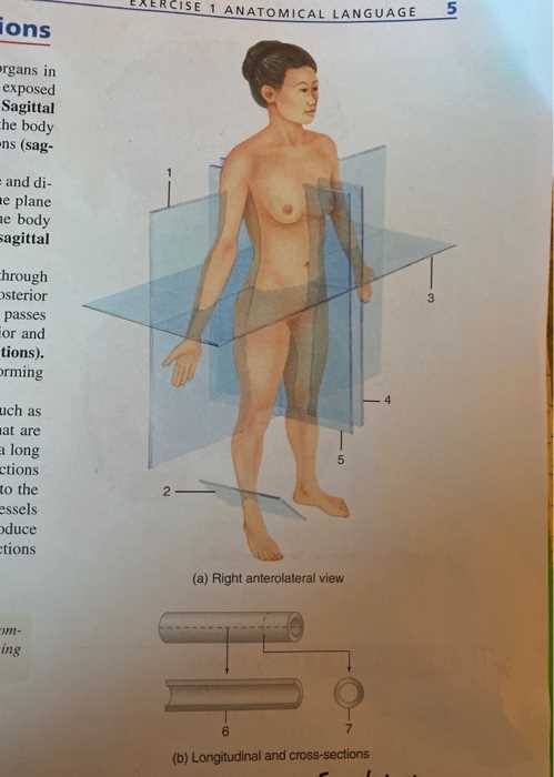 the language of anatomy exercise 1 answer key