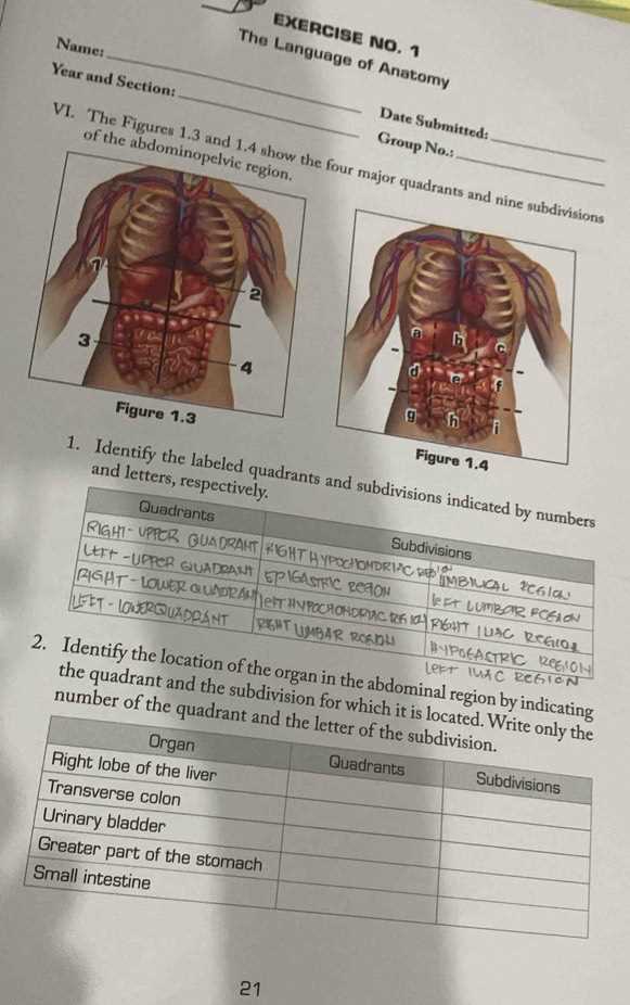 the language of anatomy exercise 1 answer key