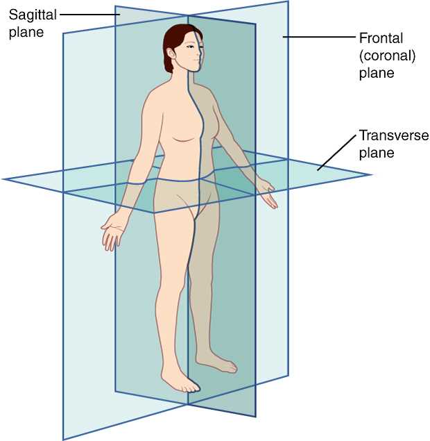 the language of anatomy exercise 1 answer key