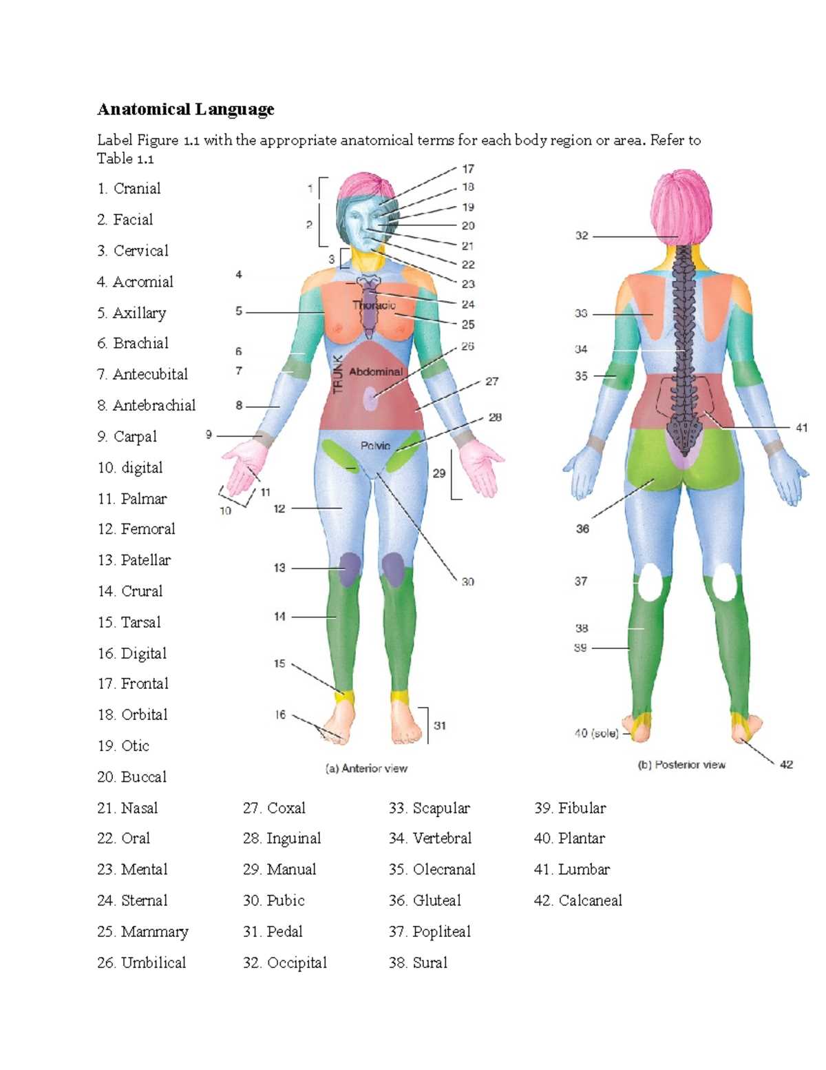 the language of anatomy exercise 1 answer key