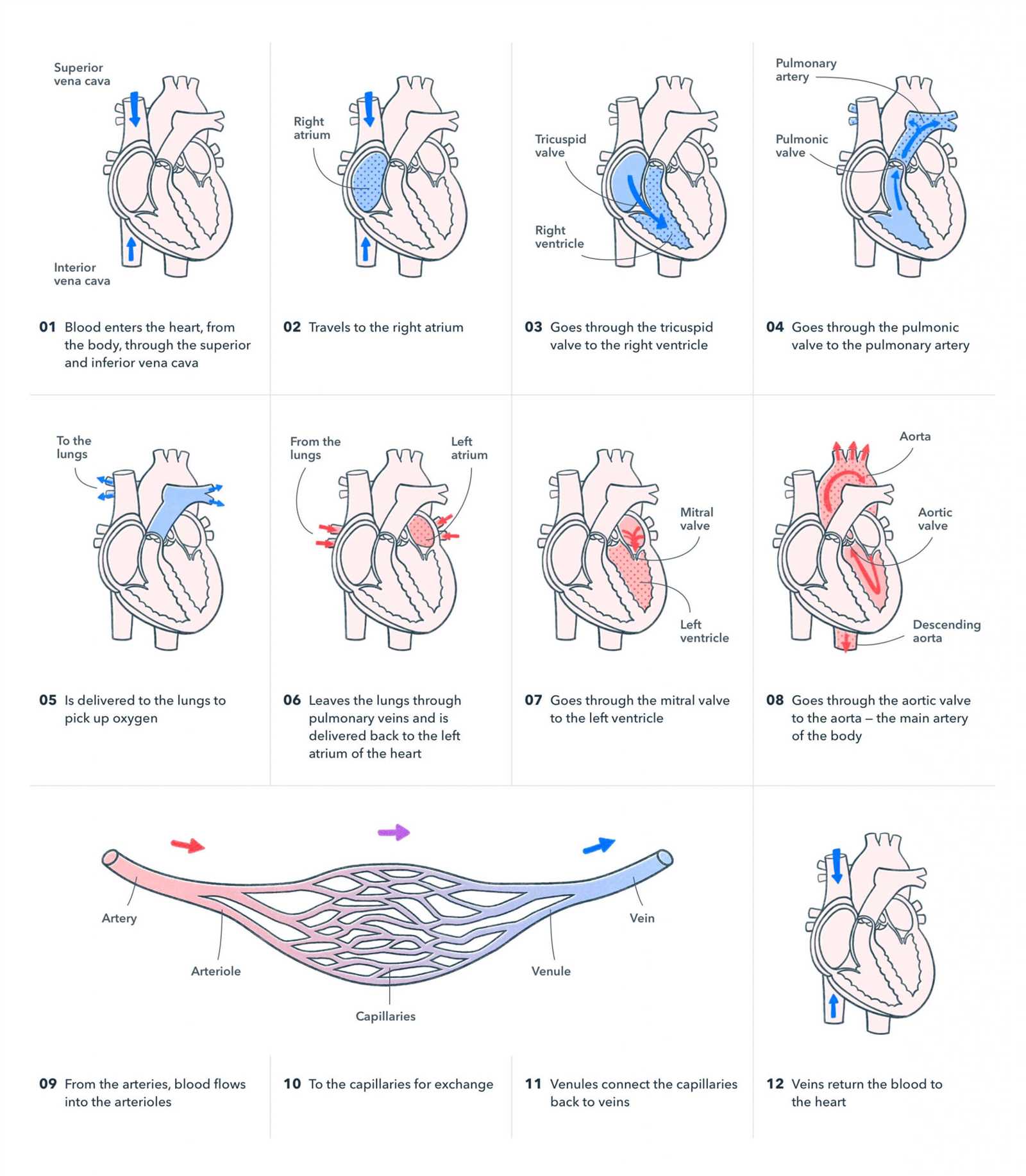 anatomy and physiology final exam answer key