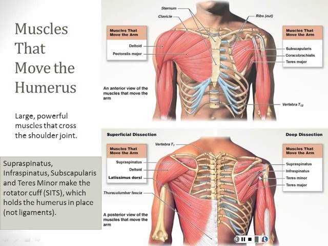 anatomy and physiology final exam answer key