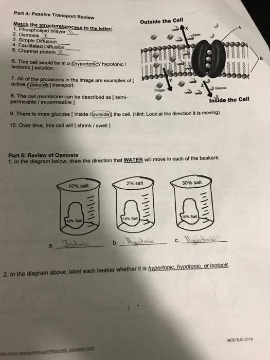 osmosis practice activity answer key