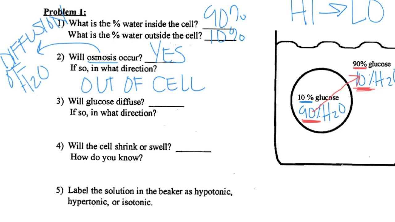 osmosis practice activity answer key