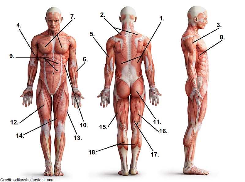 anatomy and physiology final exam answer key